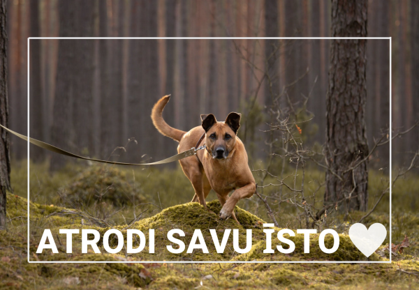 2 mēnešu laikā skolēni motivācijas programmas ietvaros ziedo 200 eiro dzīvnieku patversmei Ulubele